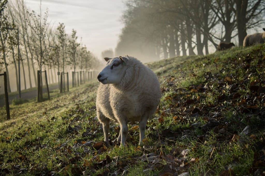 Schurwolle, Schafe, Merinolamm, Wollwalk